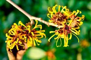 Hamamelis para que sirve