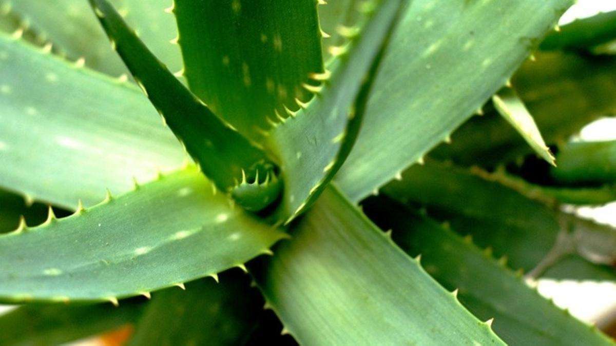 aloe vera para que sirve