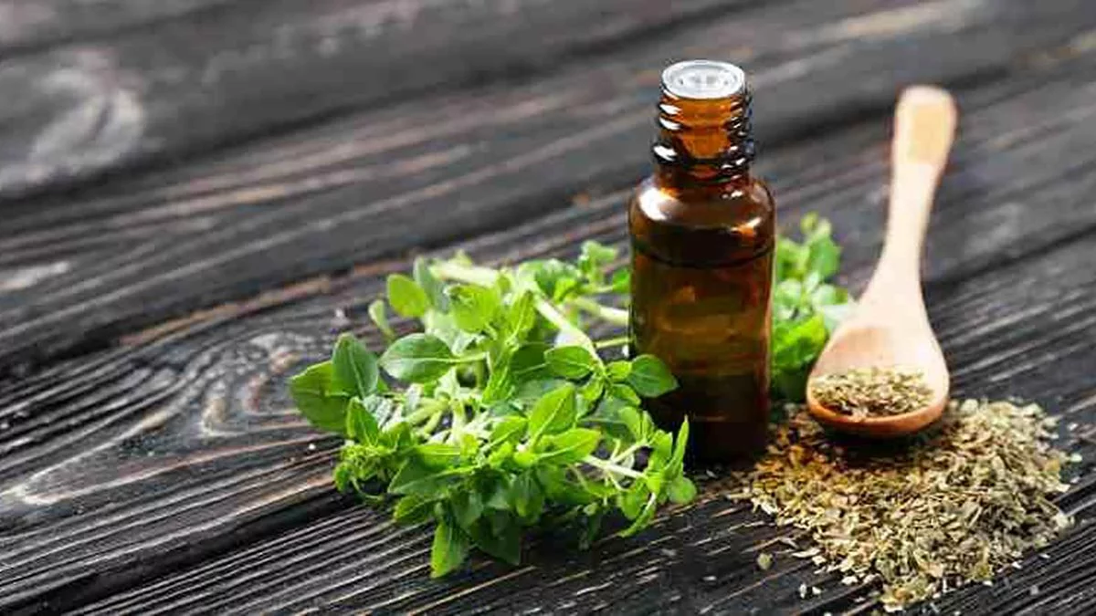 oregano planta medicinal