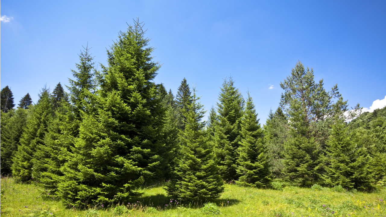 El Pino Un Tesoro Natural de Propiedades Medicinales y Beneficios ...