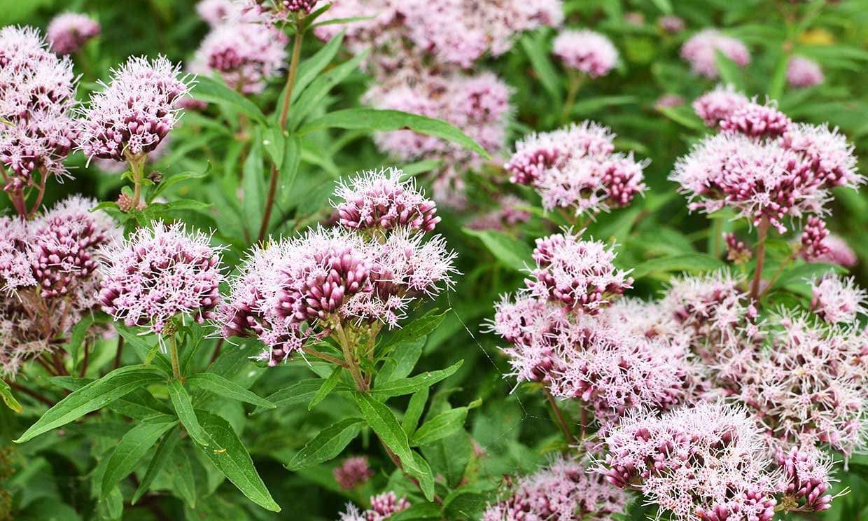 valeriana Propiedades y Beneficios para la Salud